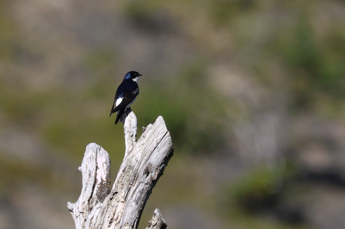 Şili Kırlangıcı - ML647207649