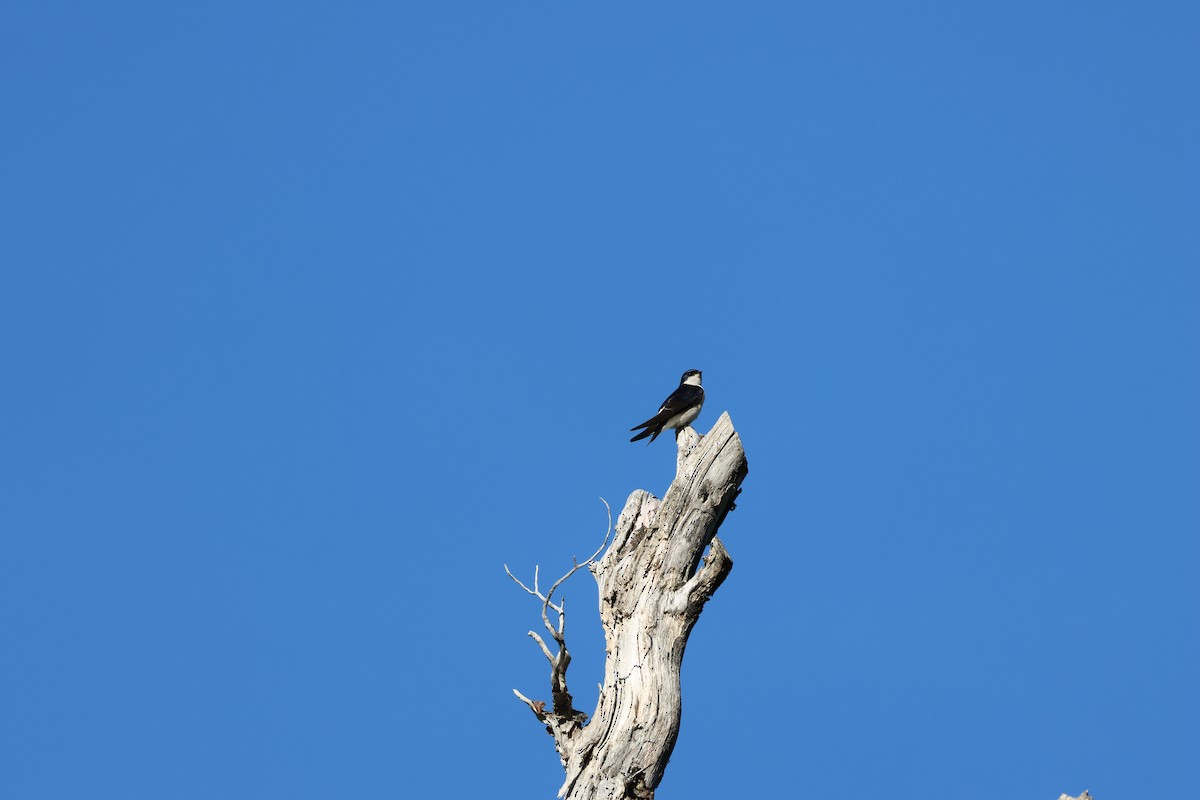 Şili Kırlangıcı - ML647207650