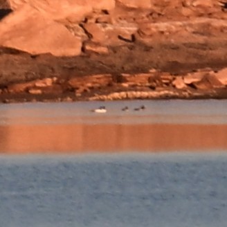 Smergo maggiore - ML647207659