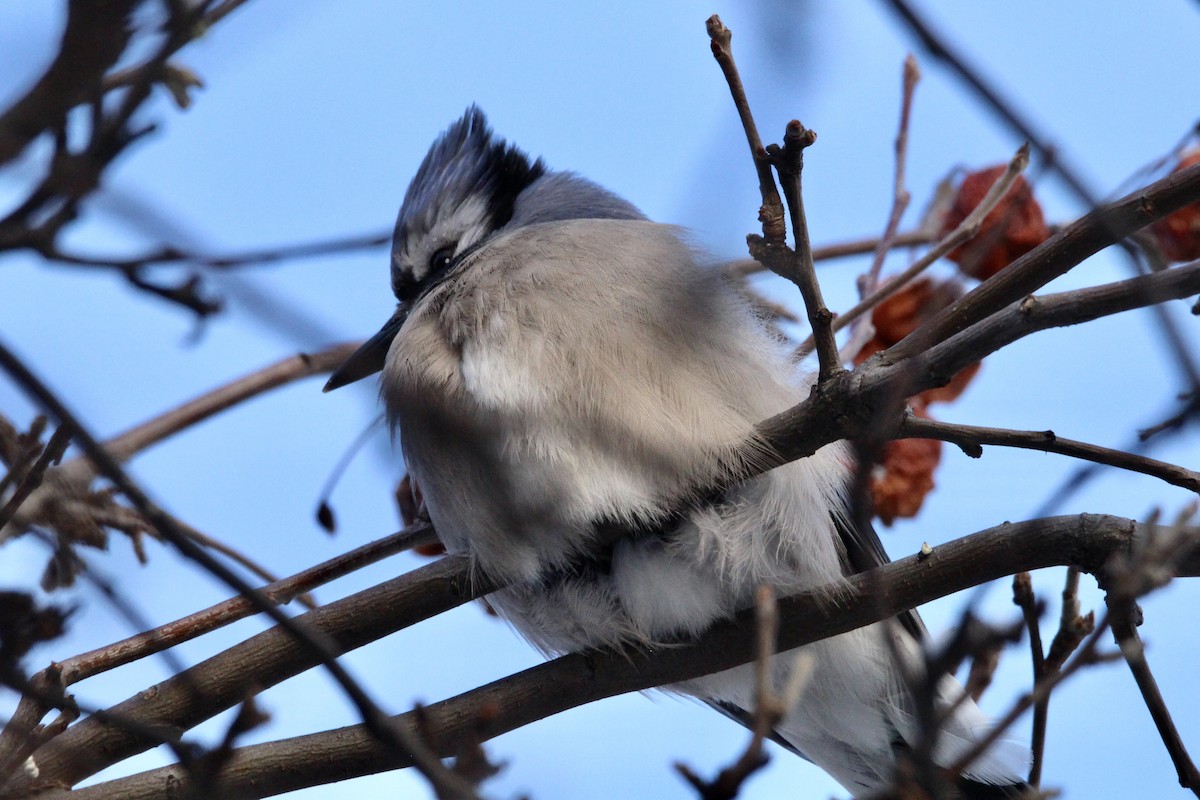 Сизойка блакитна - ML647207663