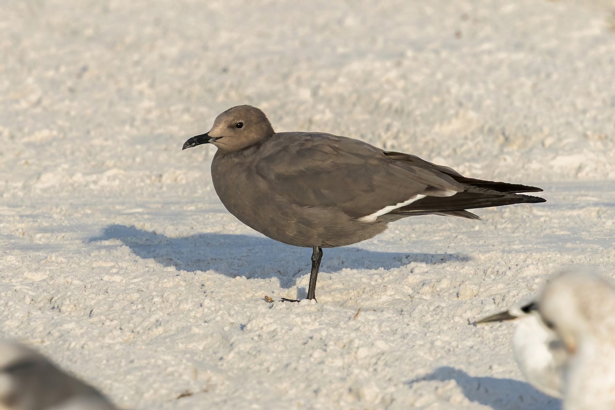 Мартин сірий - ML647207669