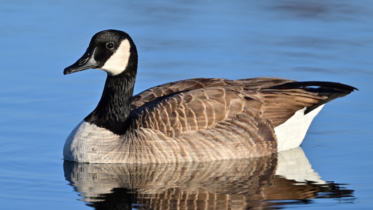 Kanadagans - ML647207670