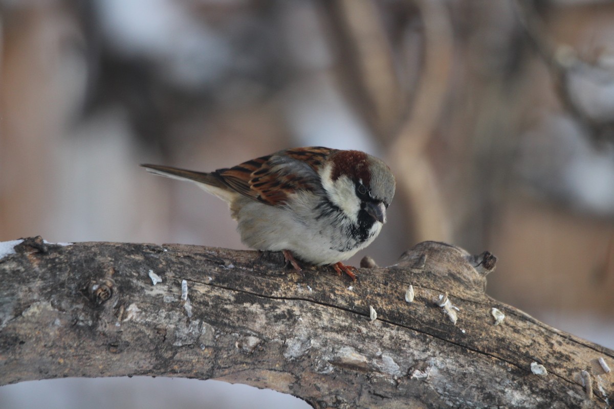 דרור הבית - ML647207678