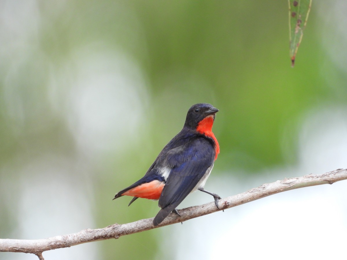 Mistletoebird - ML647207679