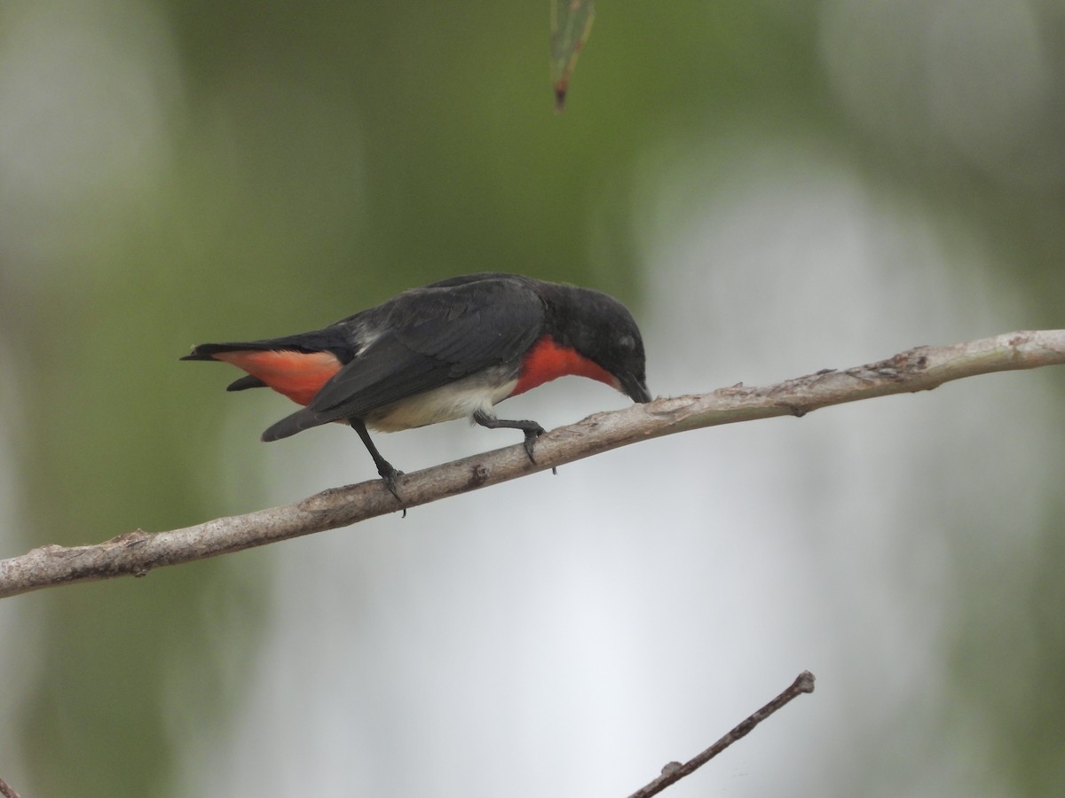Mistletoebird - ML647207680