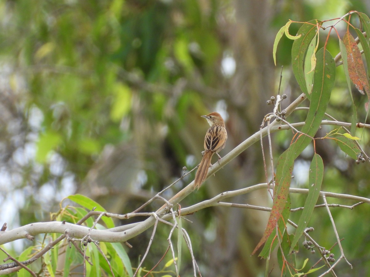 Матата руда - ML647207686