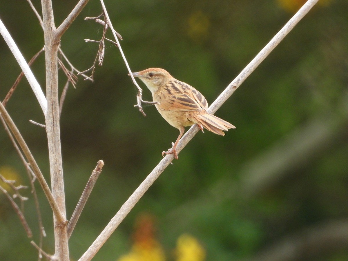 Матата руда - ML647207687