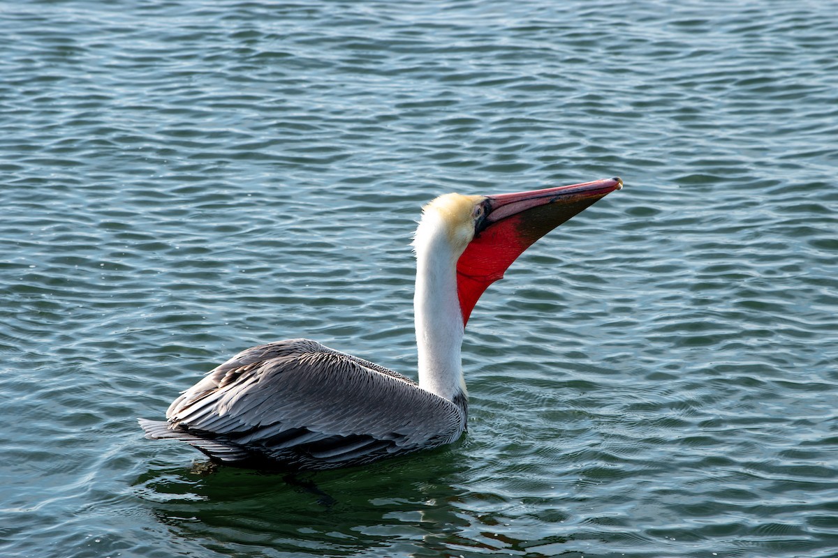 pelikán hnědý - ML647207689