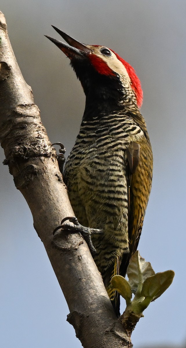 Black-necked Woodpecker - ML647207697