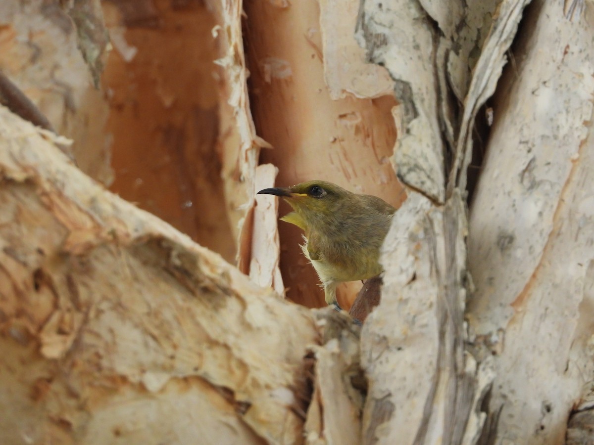 Brown Honeyeater - ML647207707