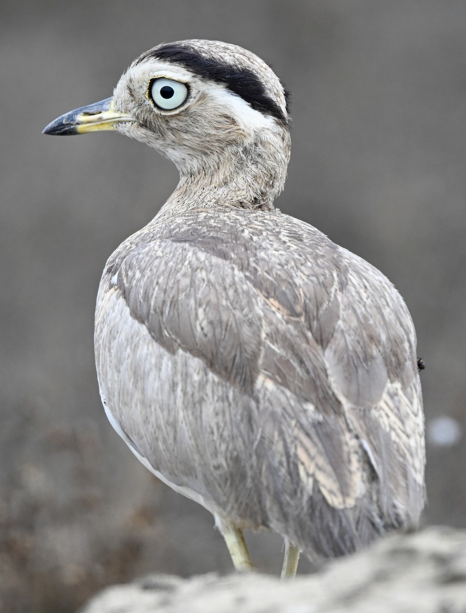 Peruvian Thick-knee - ML647207713