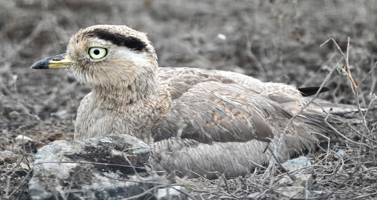 Peruvian Thick-knee - ML647207714