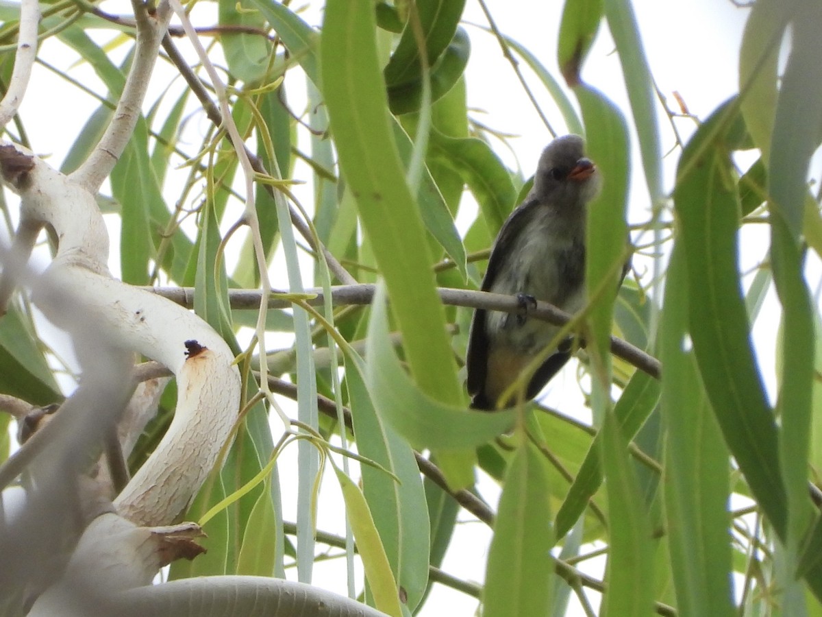 Mistletoebird - ML647207715