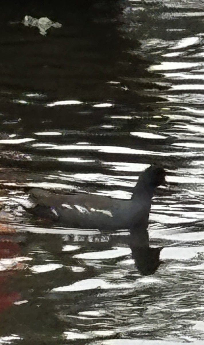 Common Gallinule - ML647207718