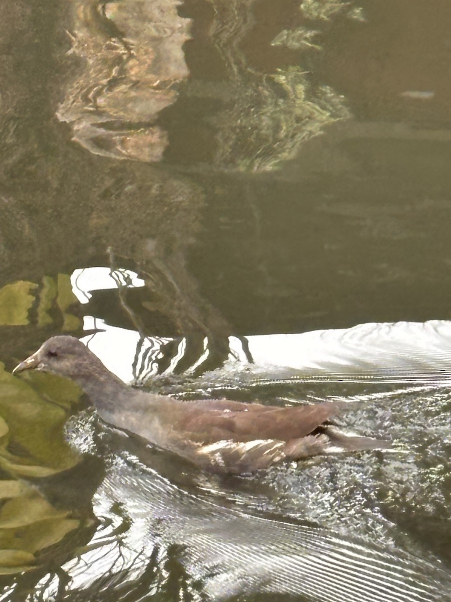 Common Gallinule - ML647207719