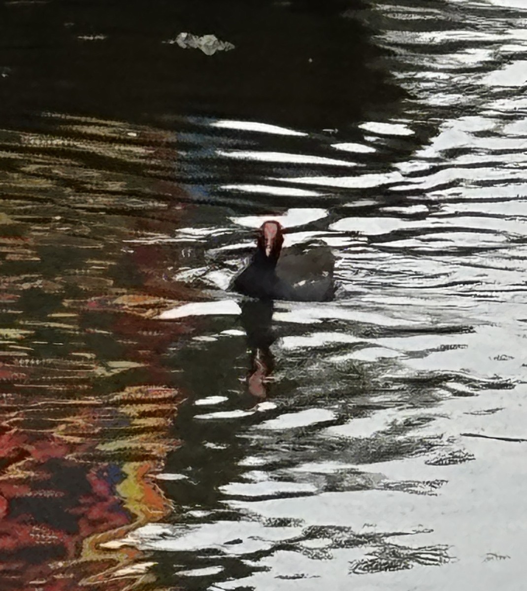 Common Gallinule - ML647207720