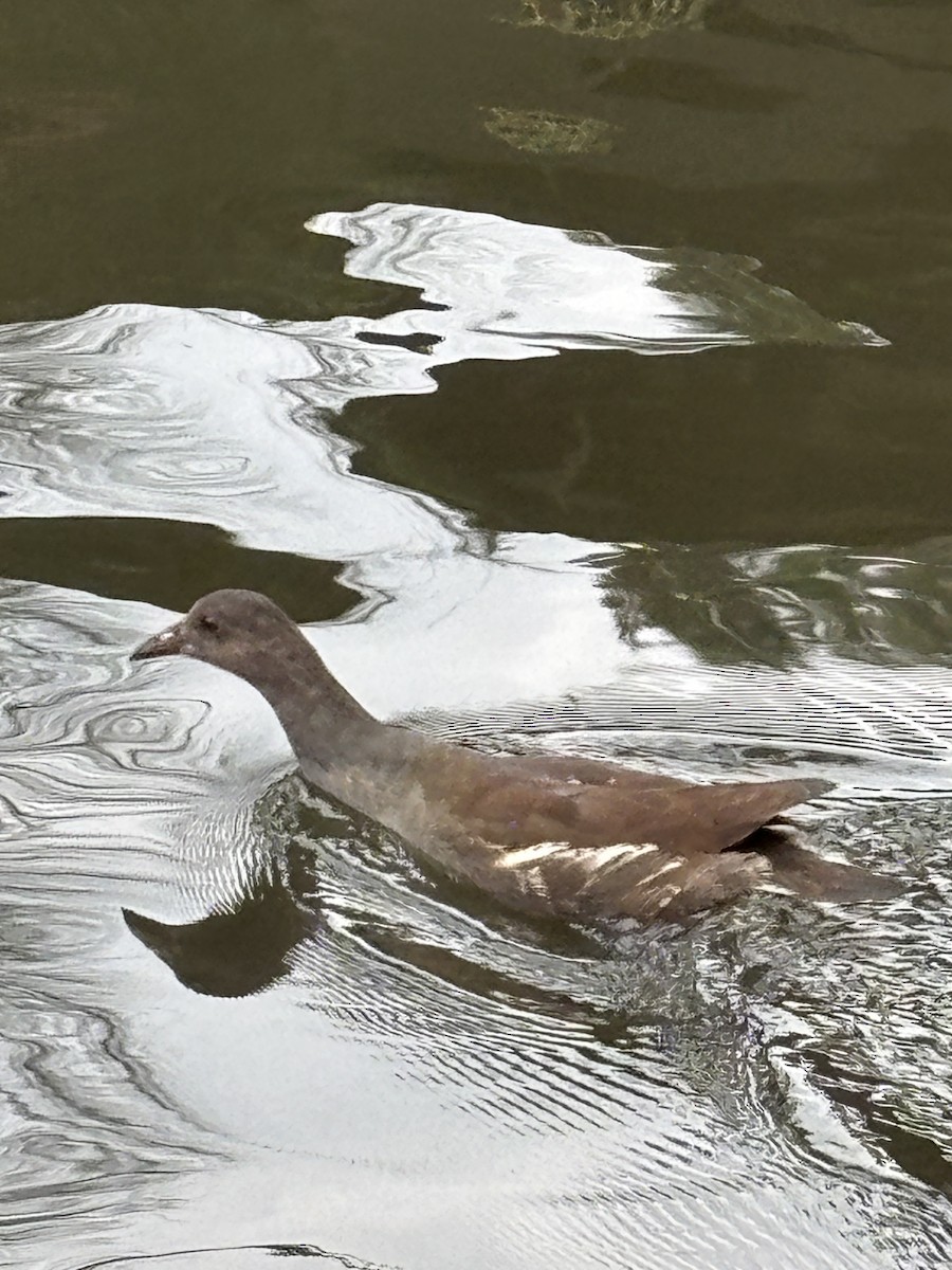 Common Gallinule - ML647207721