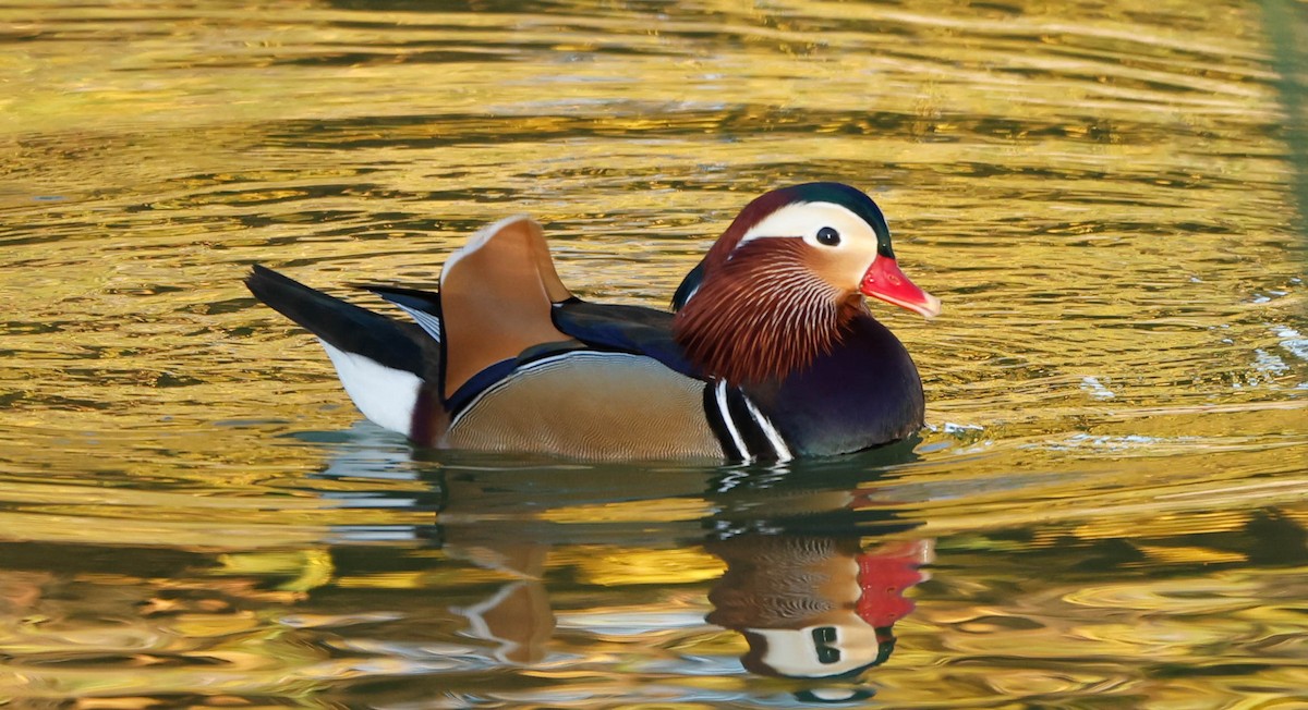 Canard mandarin - ML647207732