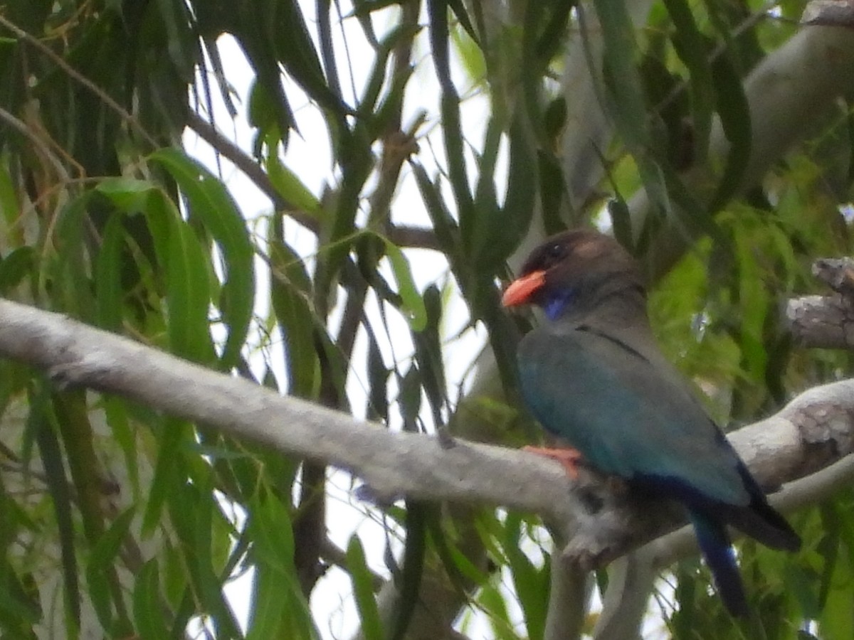 šírozobec východní - ML647207733