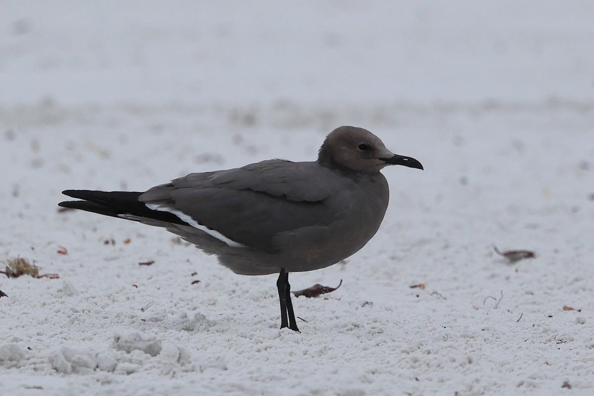 Мартин сірий - ML647207736