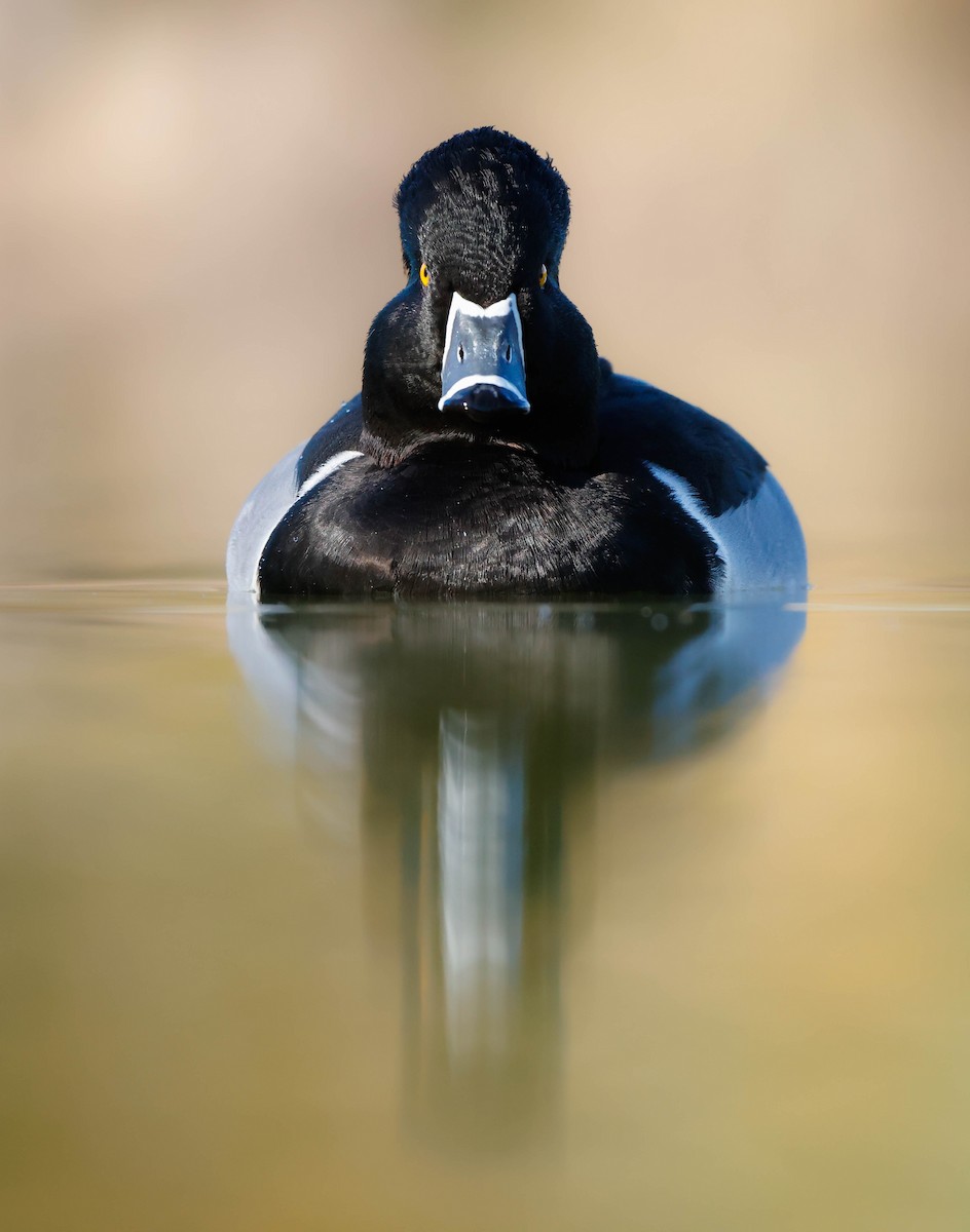 Ring-necked Duck - ML647207737