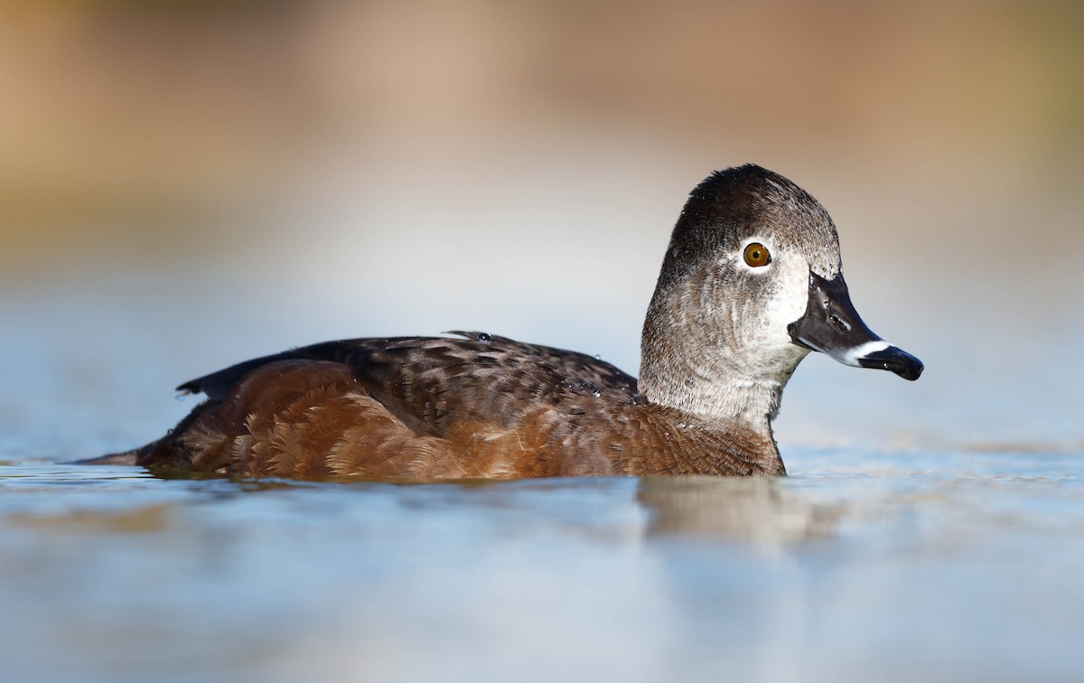 Ring-necked Duck - ML647207738