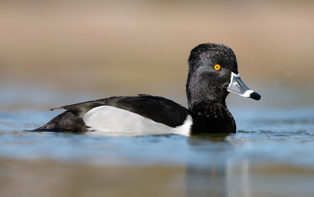 Ring-necked Duck - ML647207739