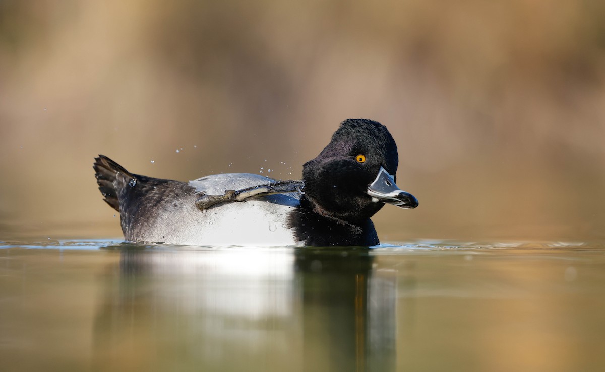 Ring-necked Duck - ML647207740