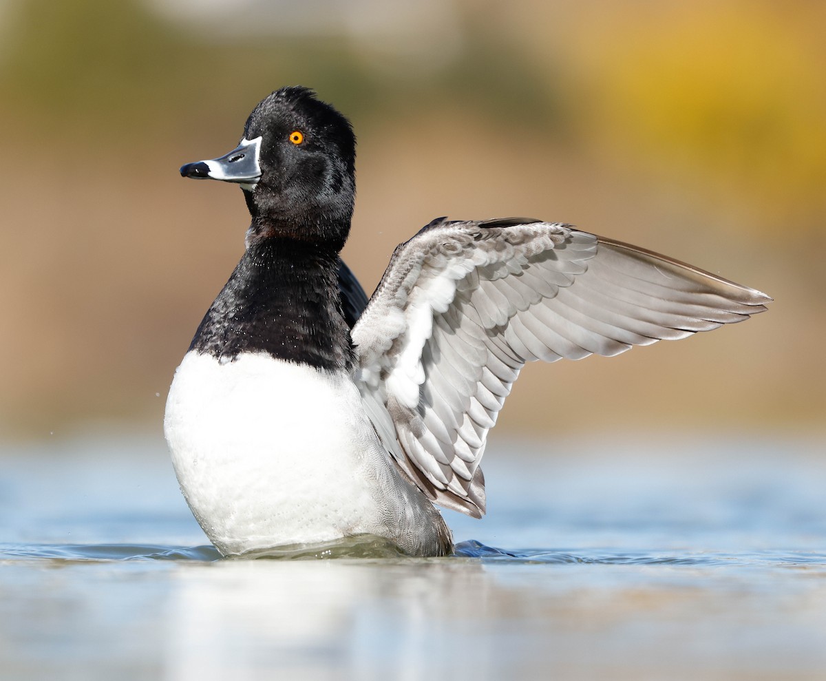Ring-necked Duck - ML647207741