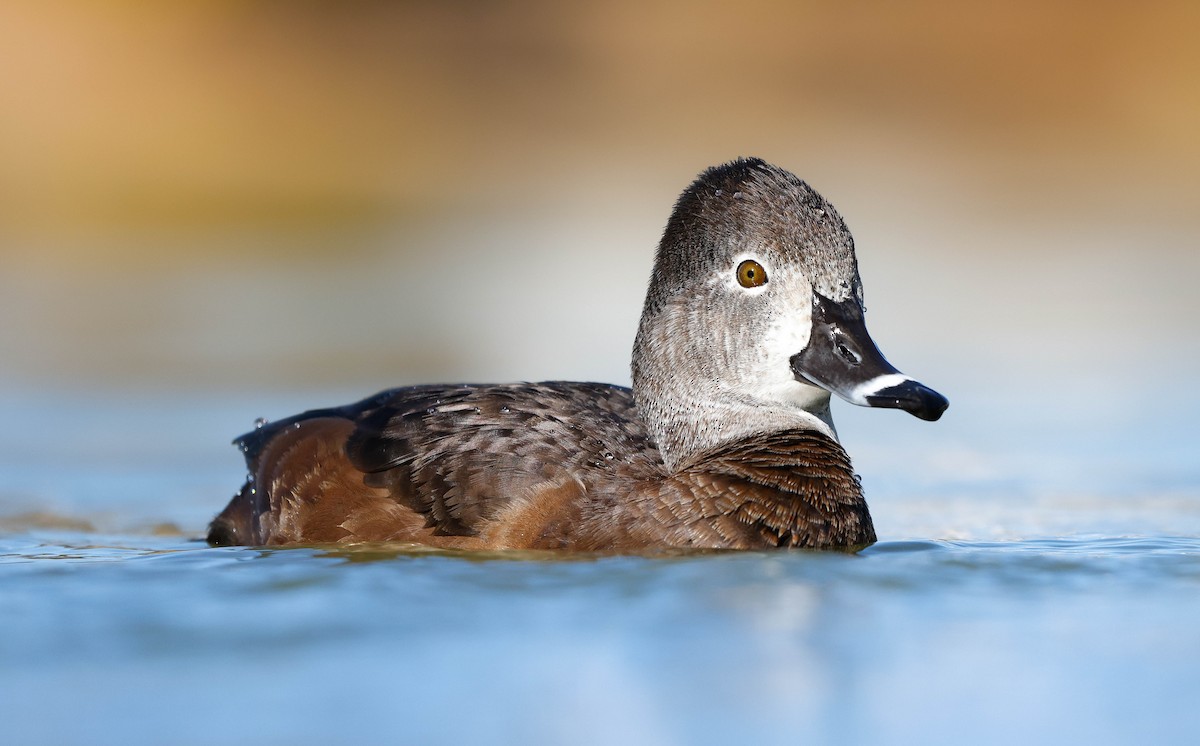 Ring-necked Duck - ML647207742