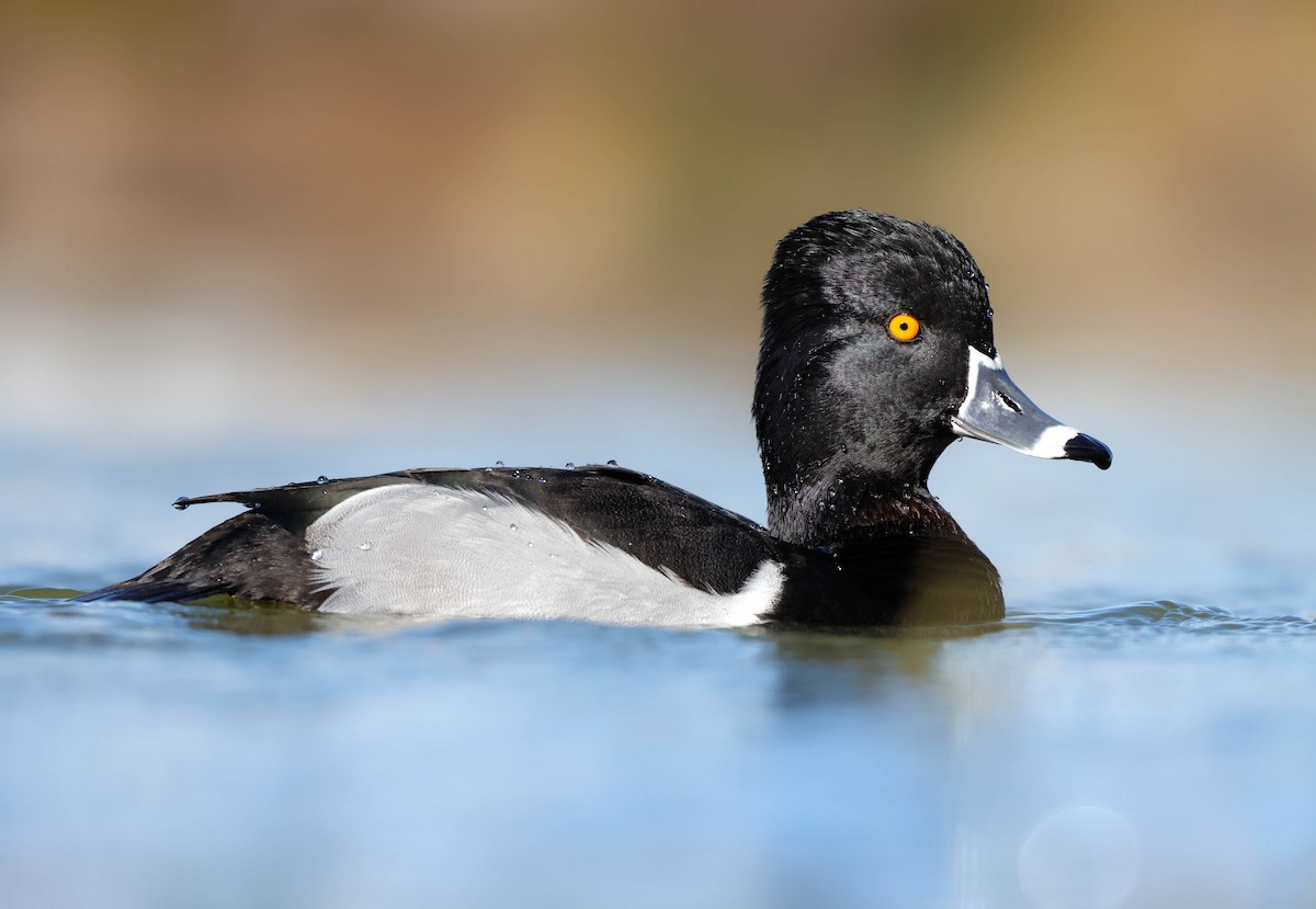 Ring-necked Duck - ML647207743