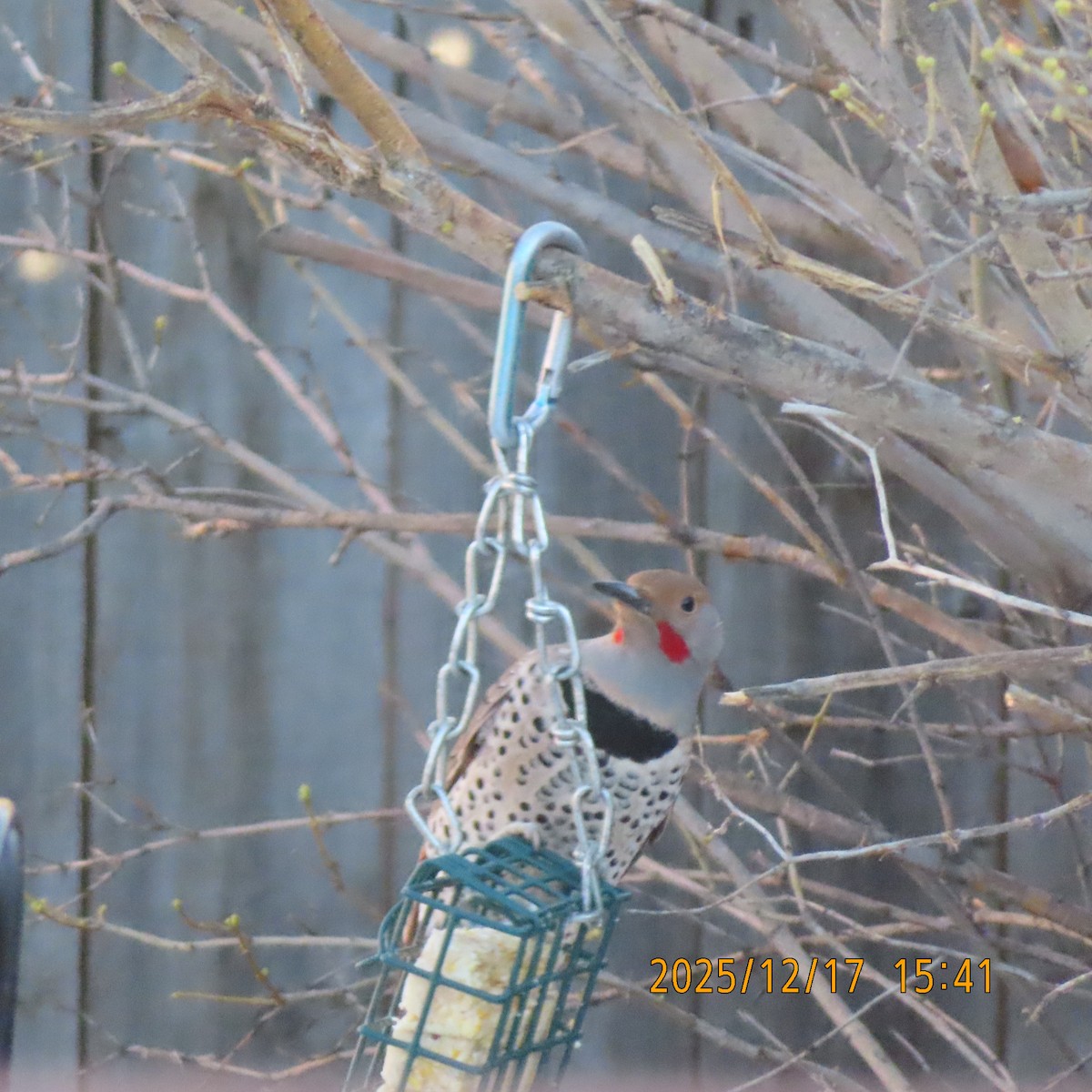 Northern Flicker (Red-shafted) - ML647207744