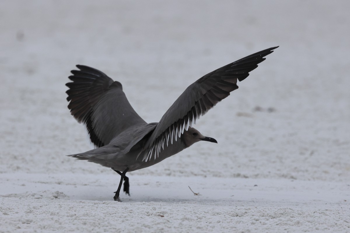 Мартин сірий - ML647207745