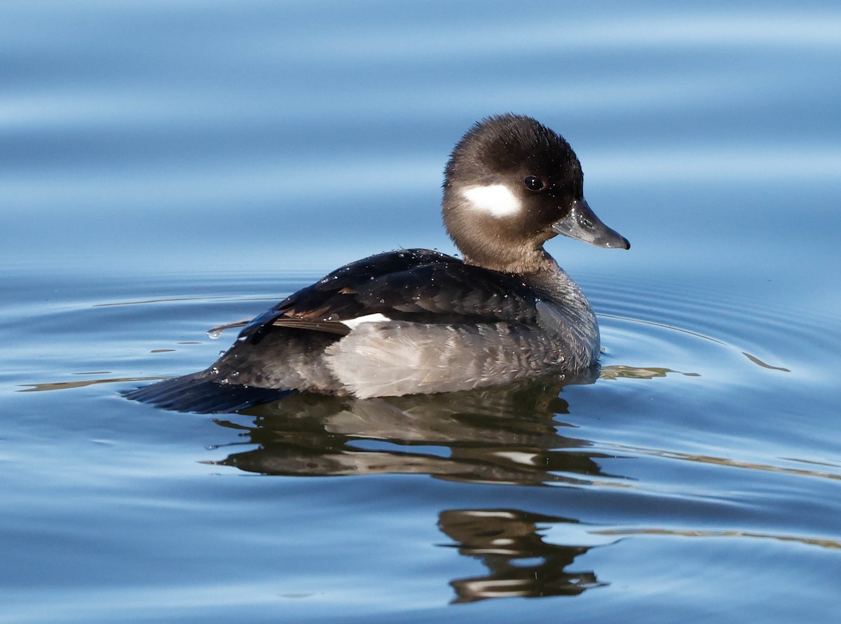 Bufflehead - ML647207748