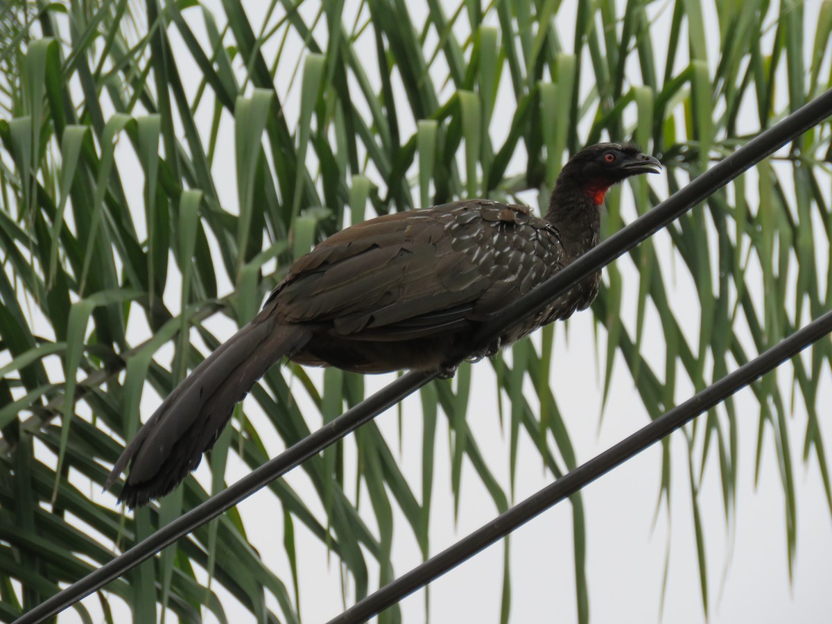 guan bolívijský - ML647207751