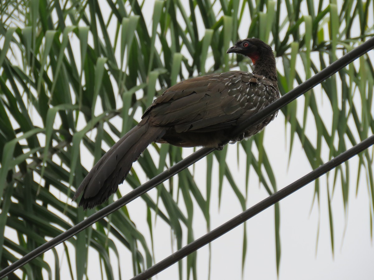 guan bolívijský - ML647207752