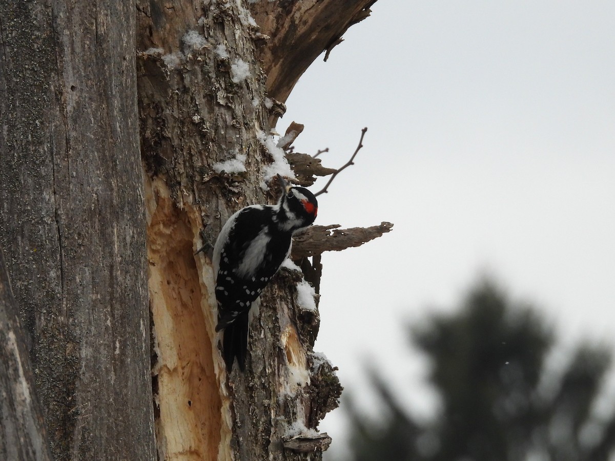 strakapoud americký - ML647207754