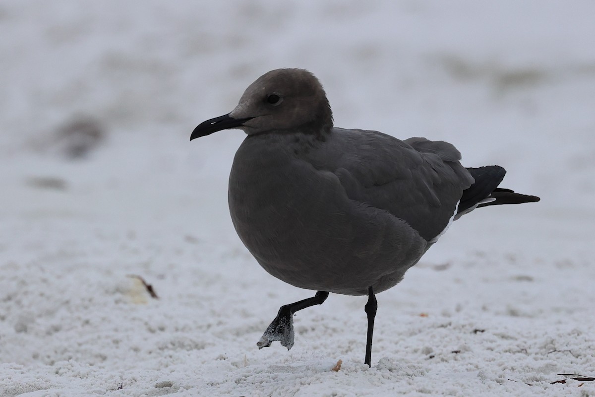 Мартин сірий - ML647207755