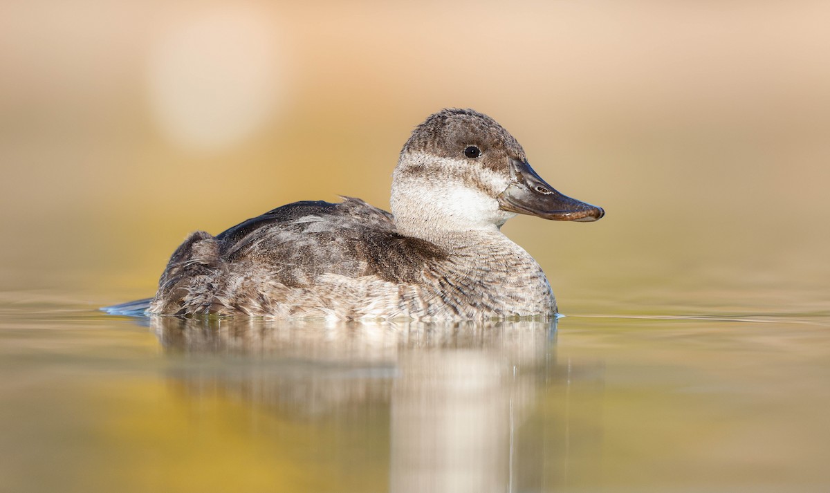 Ruddy Duck - ML647207757
