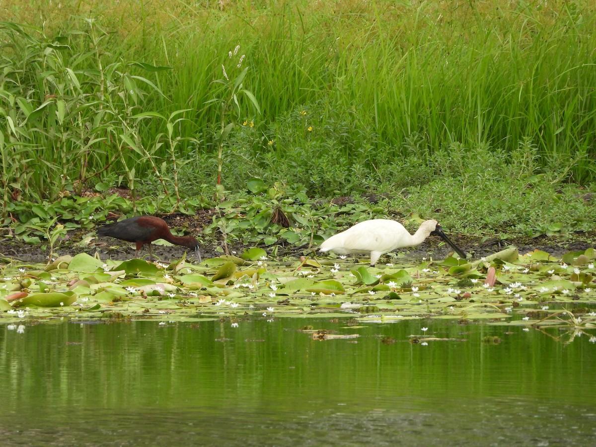 Косар королівський - ML647207760