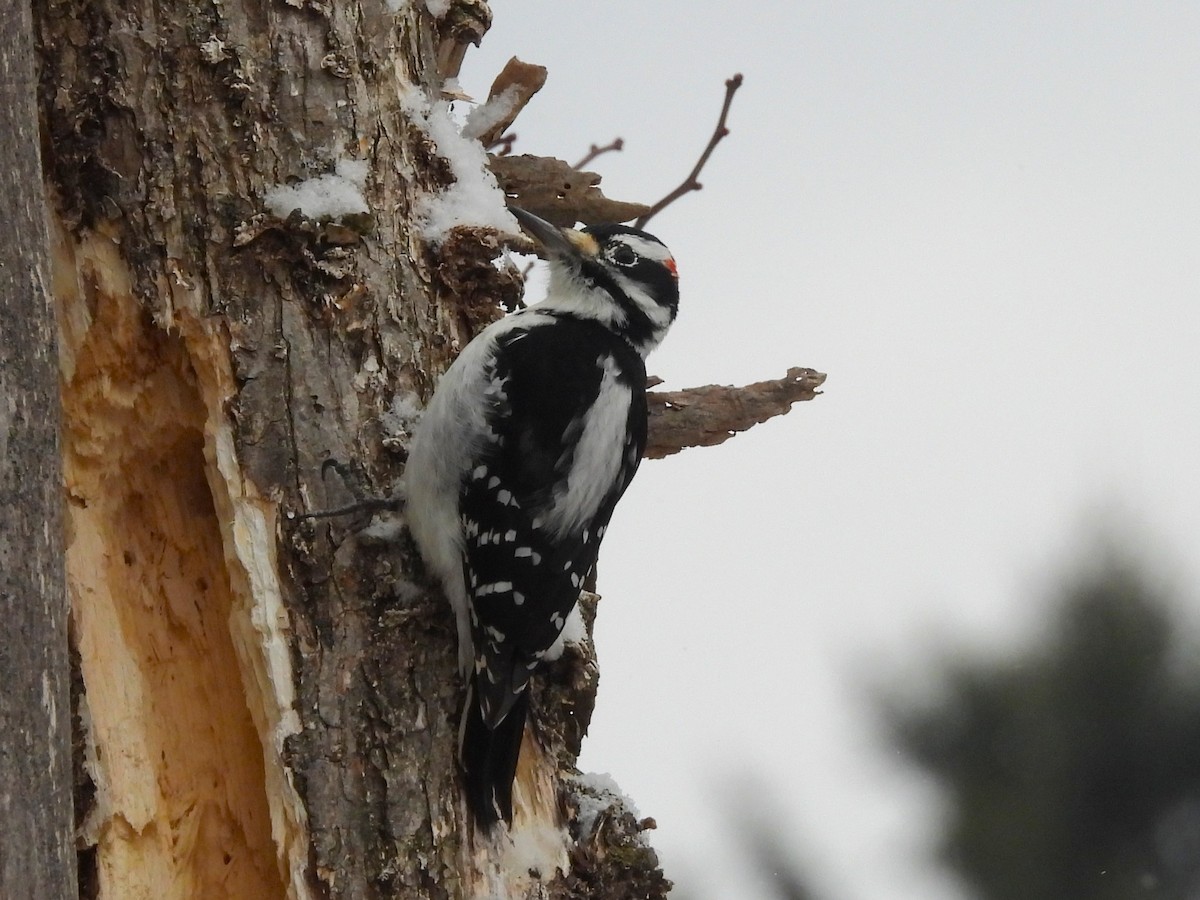 strakapoud americký - ML647207766