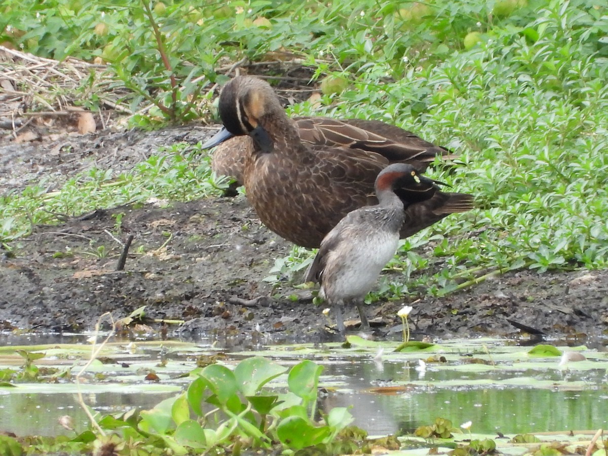 Australasian Grebe - ML647207780
