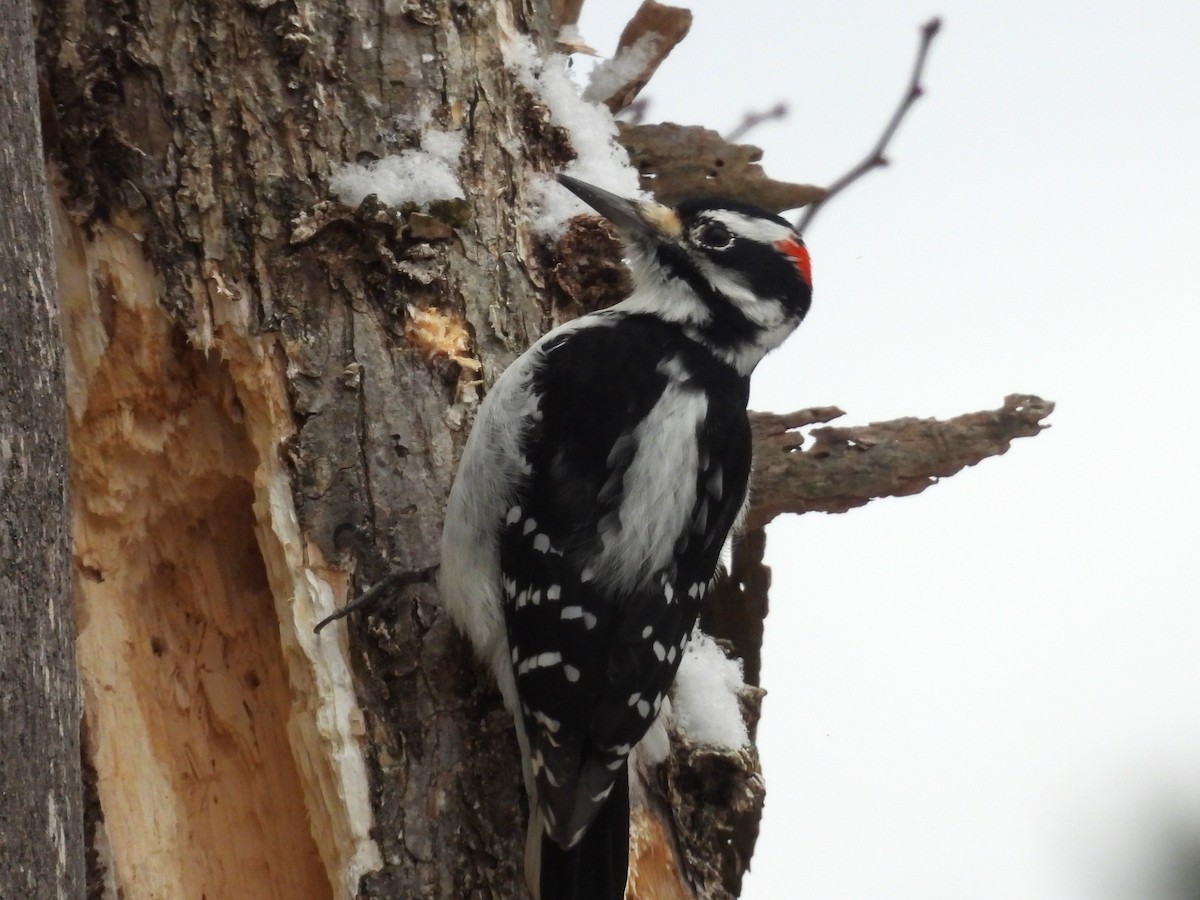 strakapoud americký - ML647207783