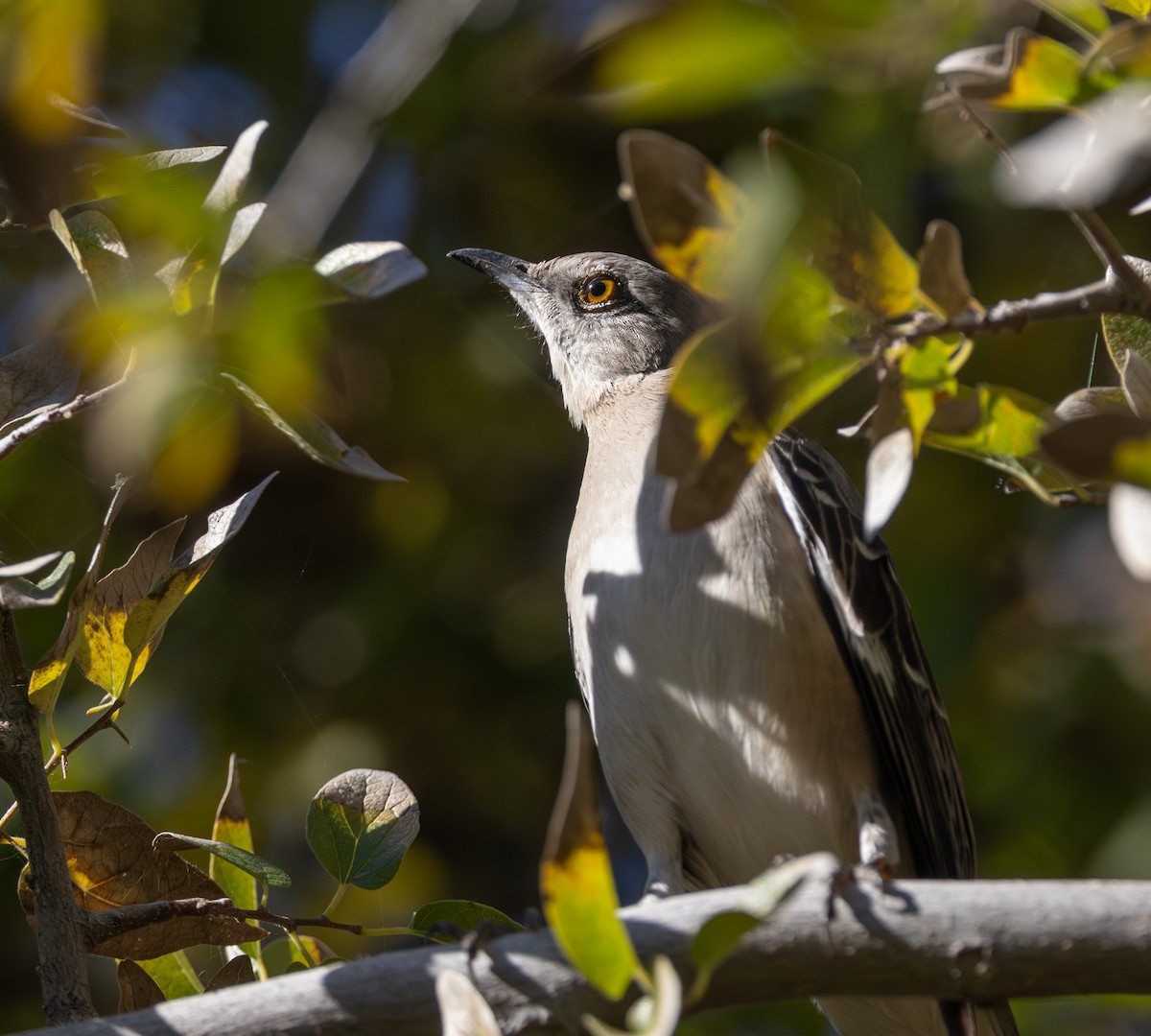 Northern Mockingbird - ML647207790
