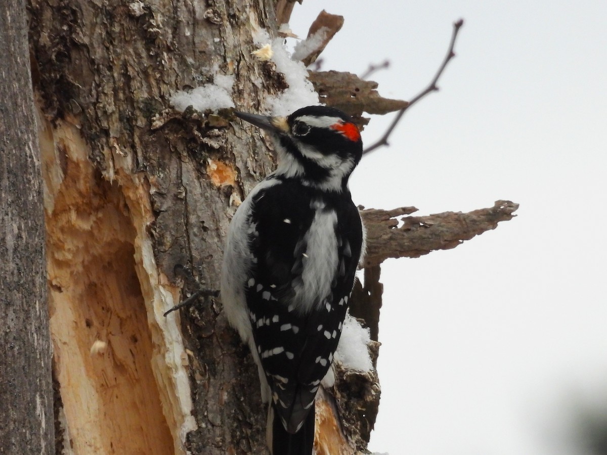 strakapoud americký - ML647207792