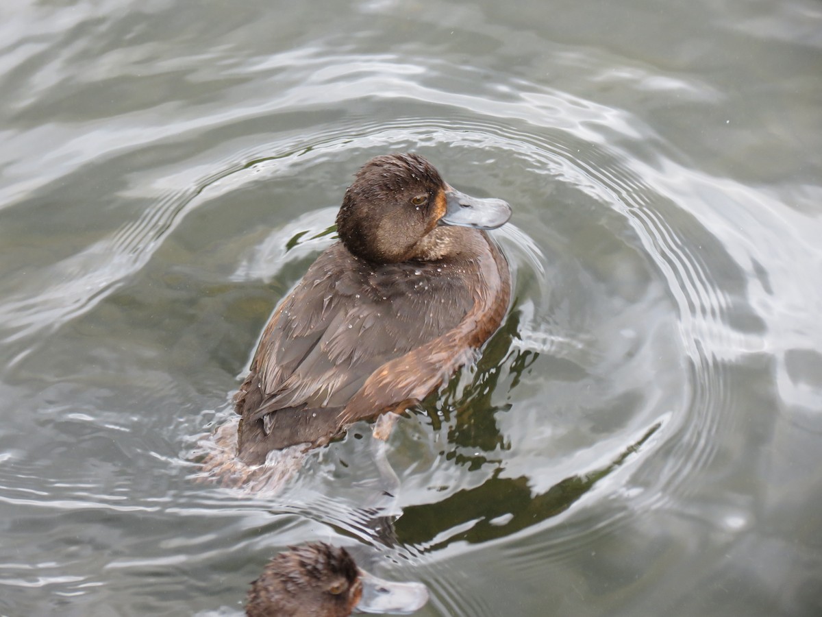 polák novozélandský - ML647207795