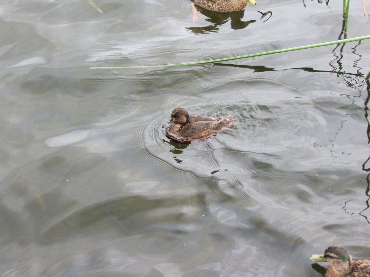 polák novozélandský - ML647207796