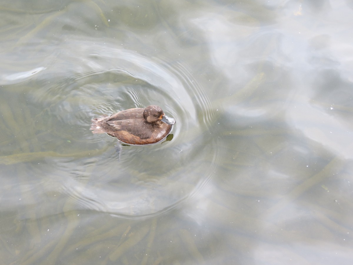 polák novozélandský - ML647207797