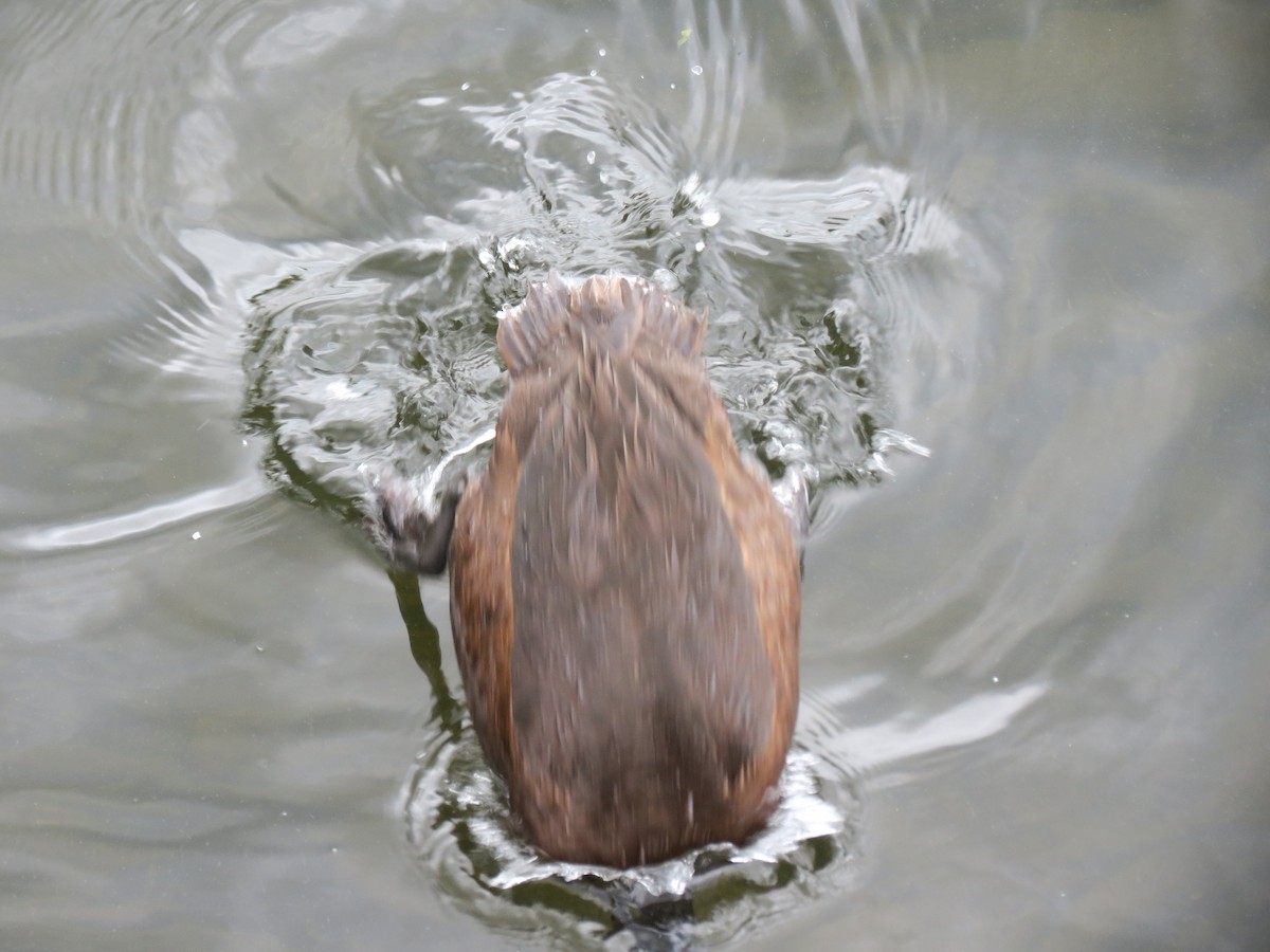 polák novozélandský - ML647207798