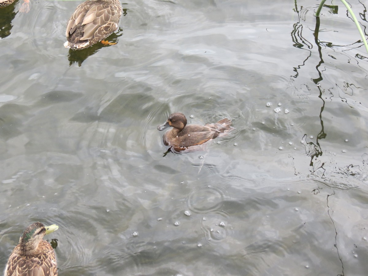 polák novozélandský - ML647207799